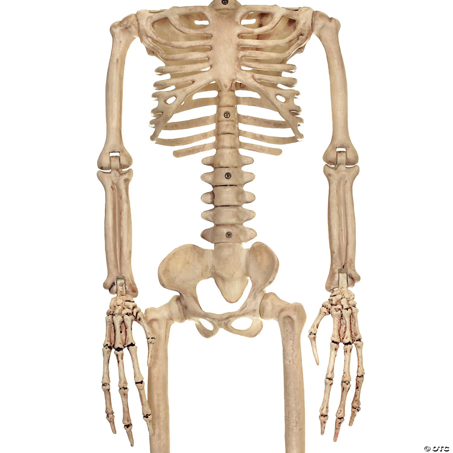 37 Alien Skeleton Decoration 2 37 Alien Skeleton Decoration - Image 2