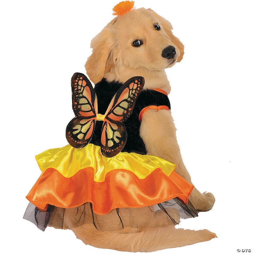 Butterfly Dog Costume 1 Butterfly Dog Costume